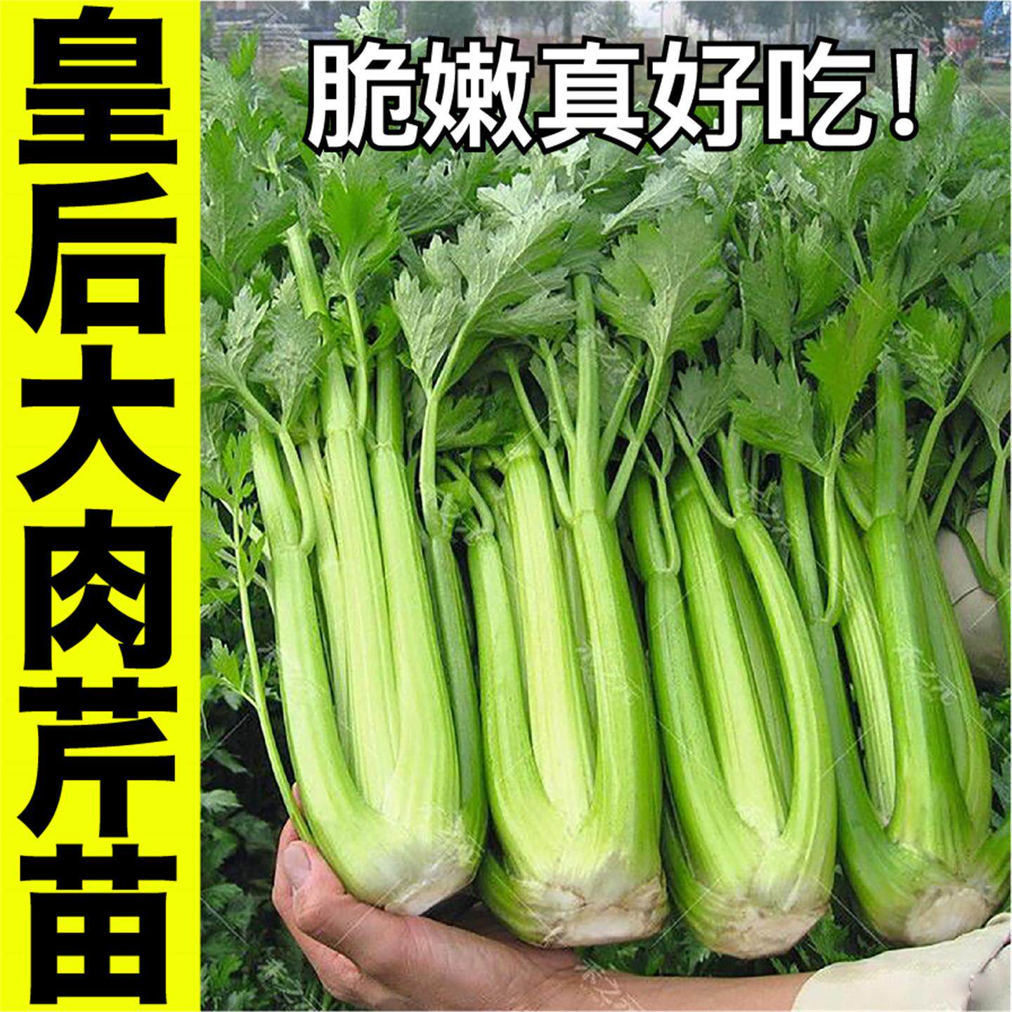 皇后大肉芹菜苗秧种子春秋