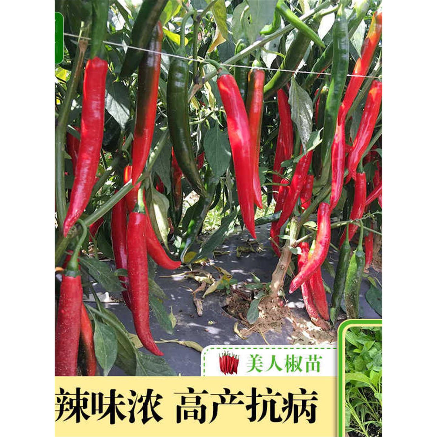 香辣美人椒苗湖南超红秧干