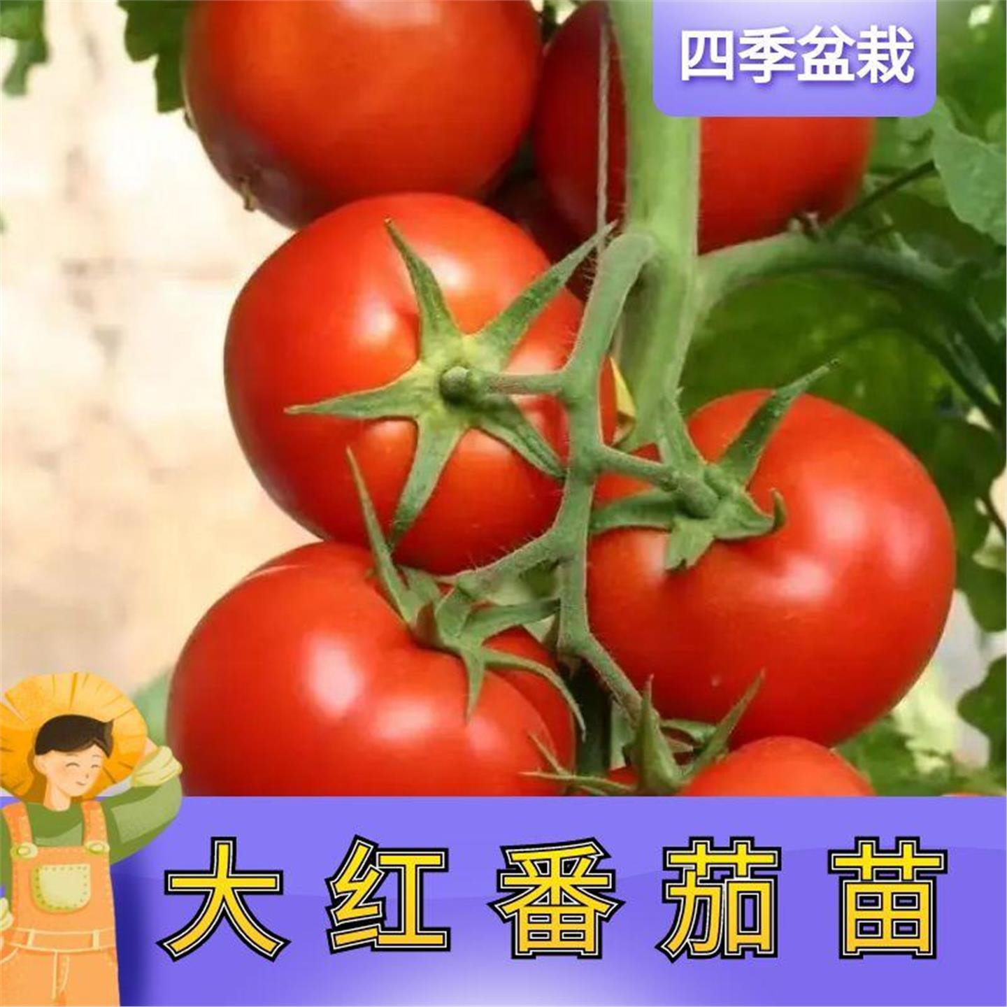 大红番茄苗西柿秧老品种子