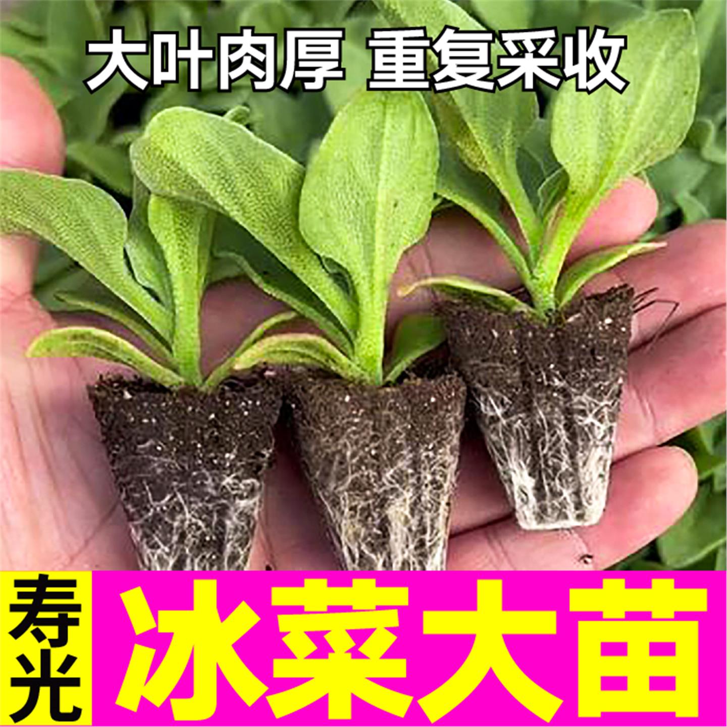 更大冰粒水晶菜苗秧带土球