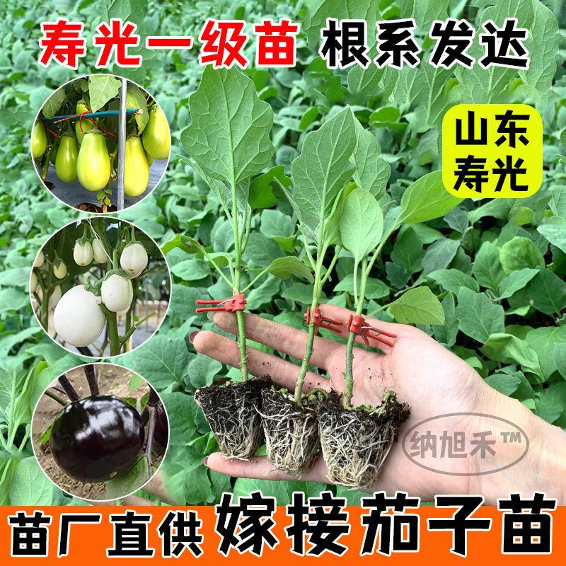 嫁接茄子苗盆栽秧紫黑圆宝