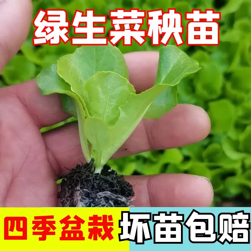 绿生菜苗子绿生菜秧苗四季蔬菜苗