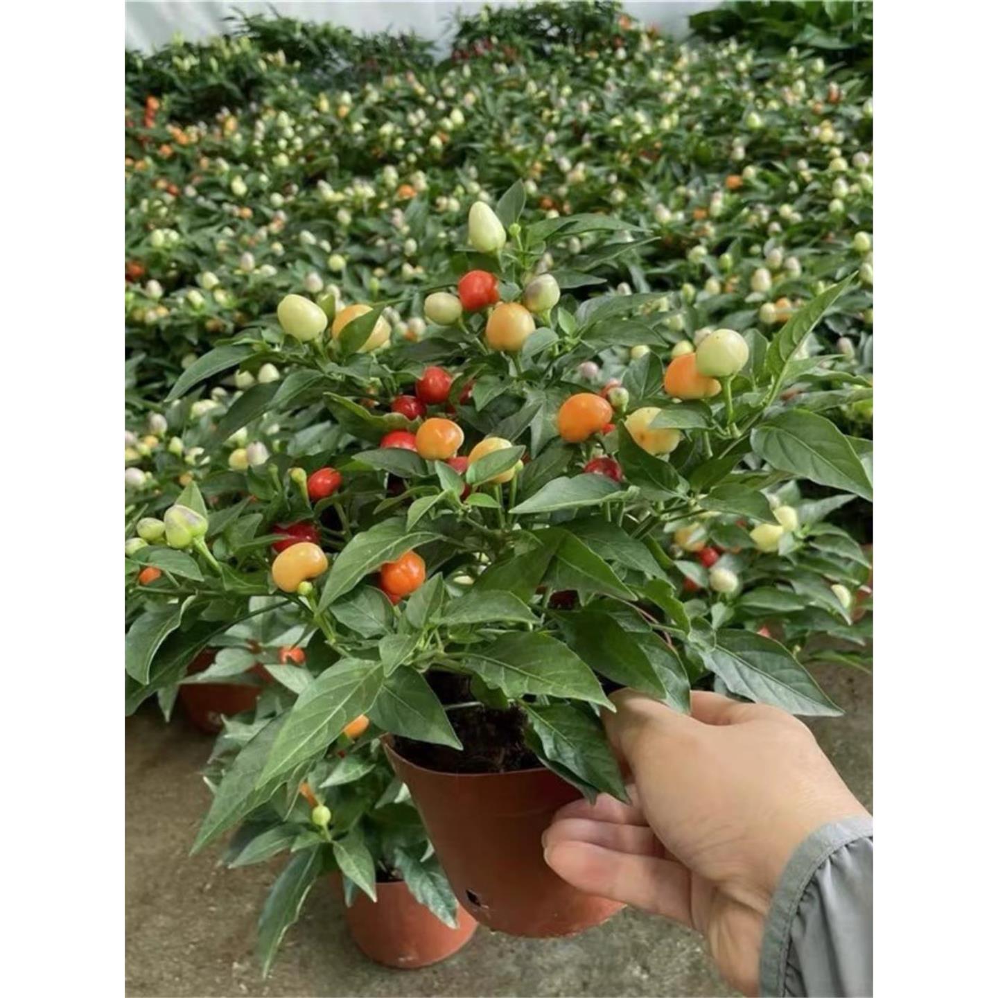 香辣五彩泡椒秧苗带土球盆