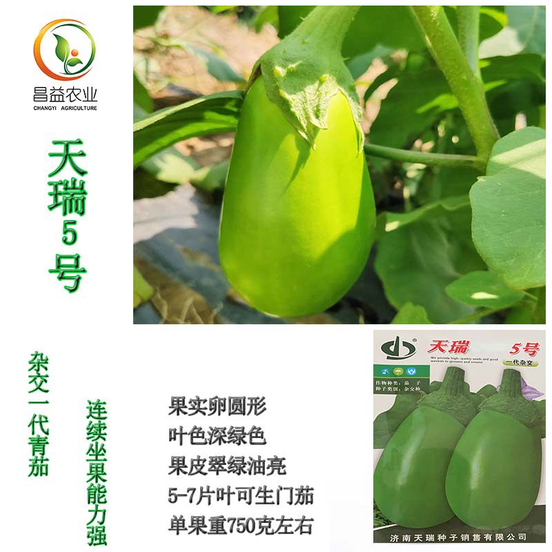 绿皮青茄子种籽孑四季高产