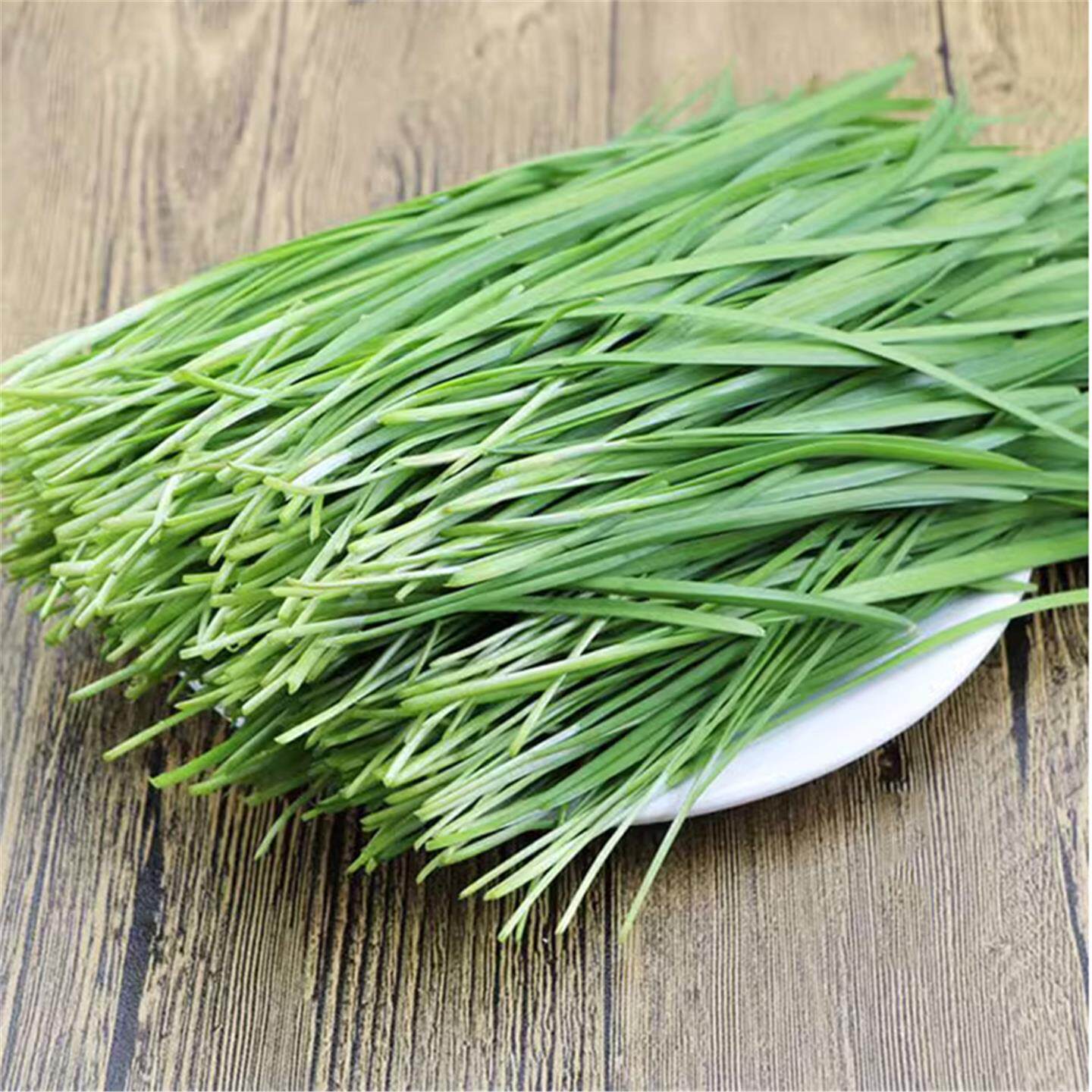 老品种小叶韭菜根苗农家红