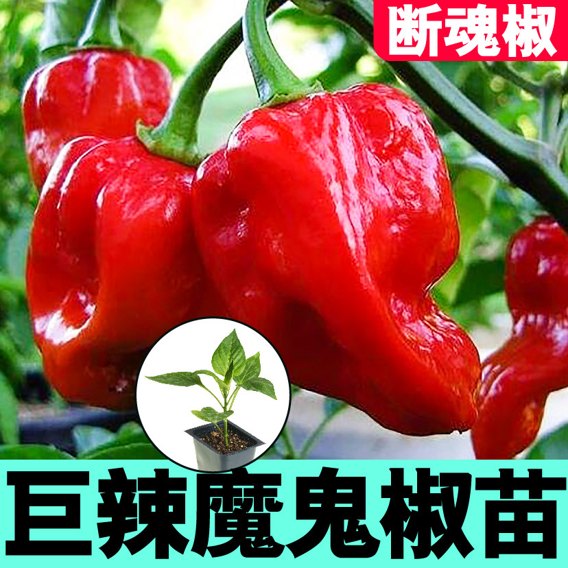 超特辣巨断魂印度魔鬼椒苗