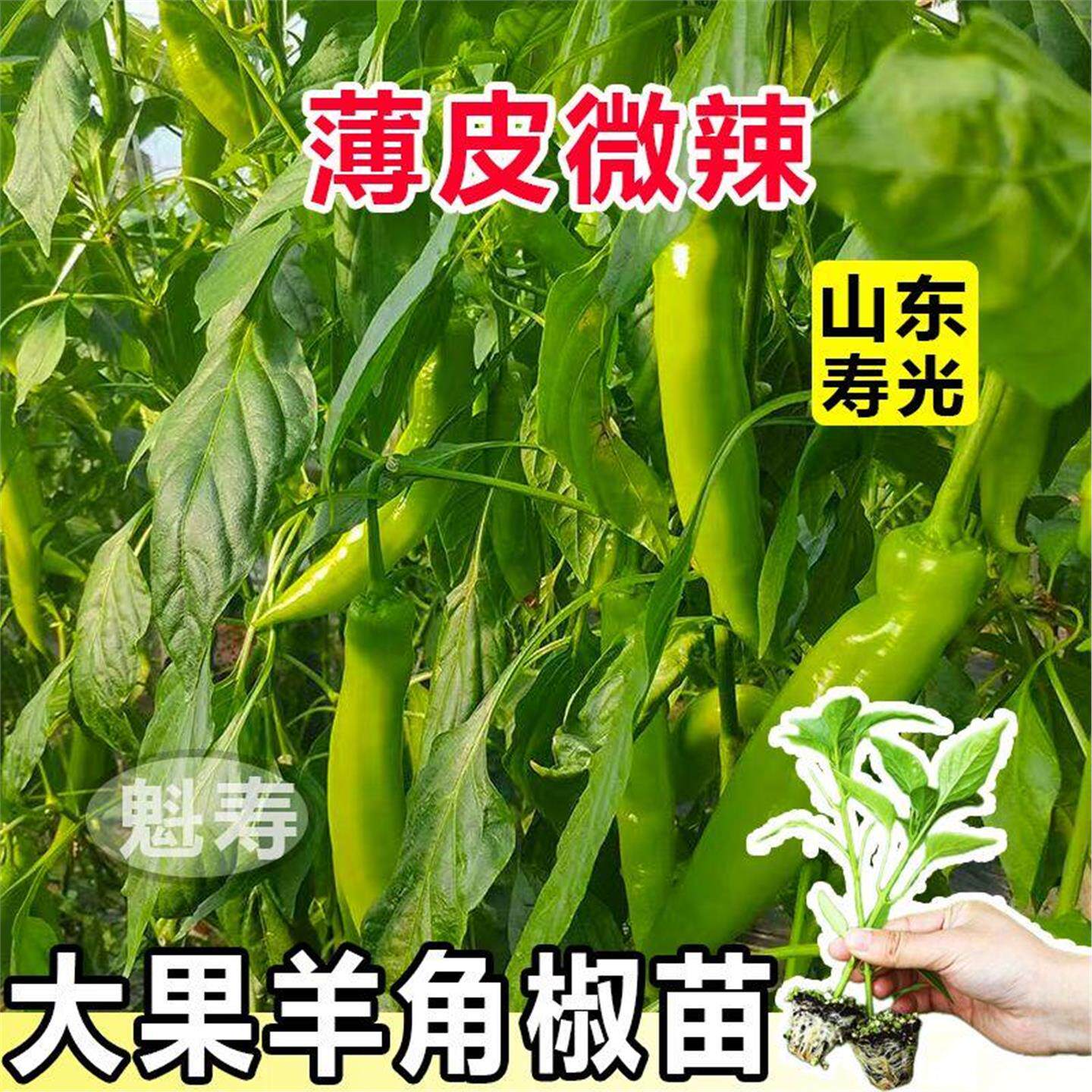 羊角辣椒苗秧大果尖特牛薄