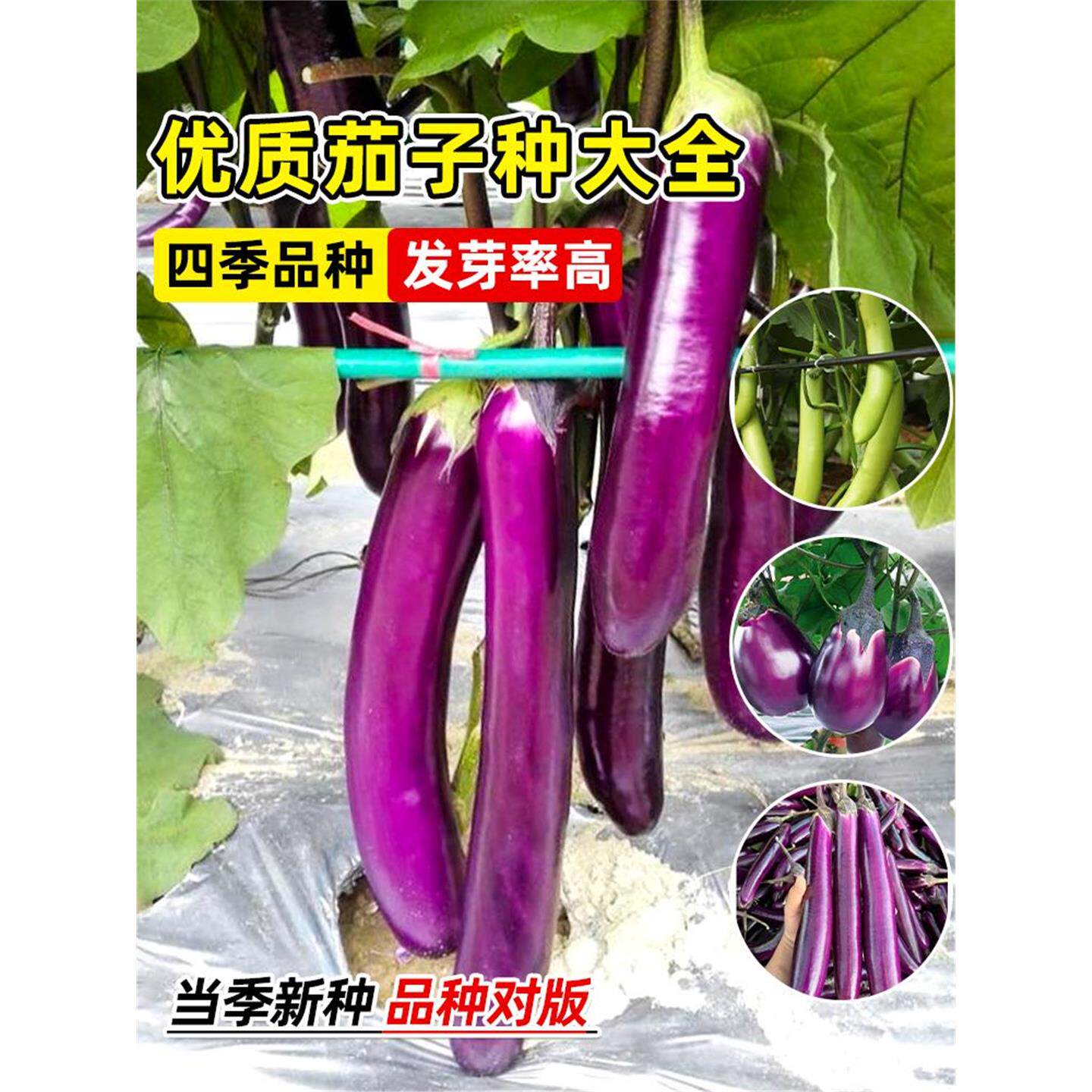 蔬菜种子黑贵人长茄孑籽春