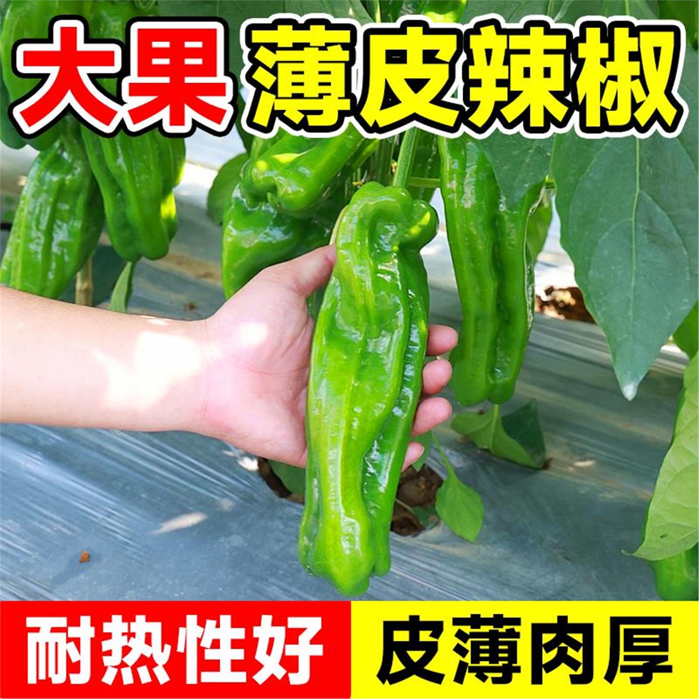 薄皮辣椒种子春季青肉螺丝