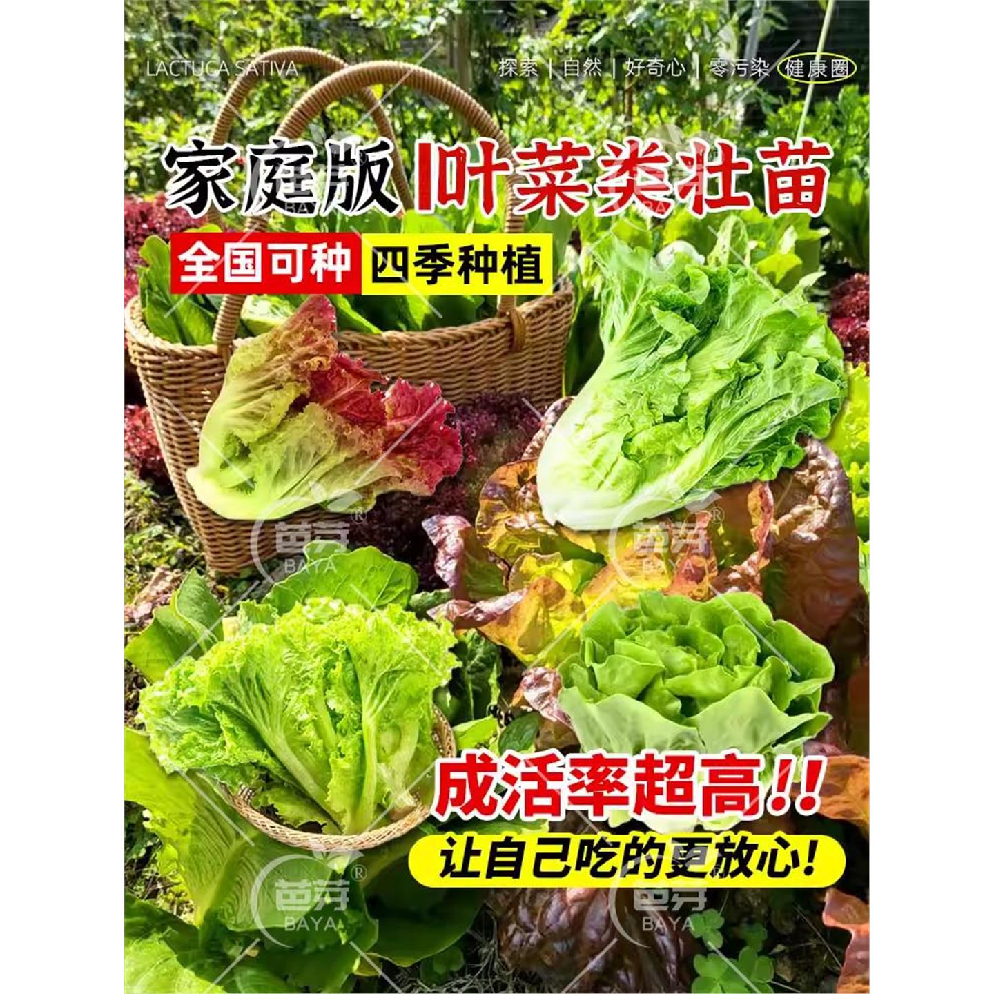 奶油生菜苗秧带土根意大利