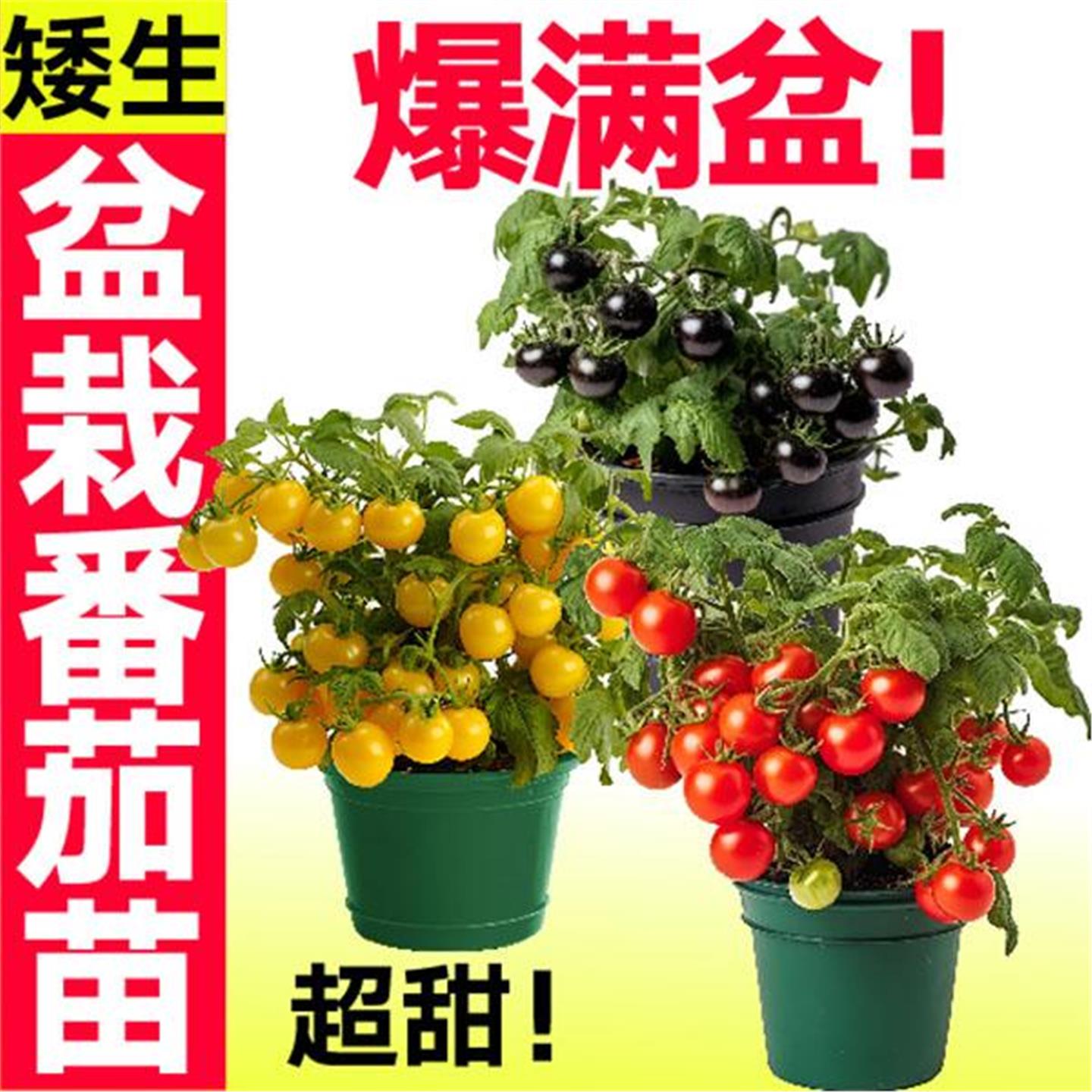 带盆矮生番茄小西红柿千禧