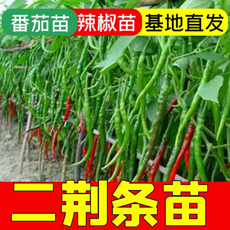 二荆条苗子二荆条秧苗四季蔬菜苗