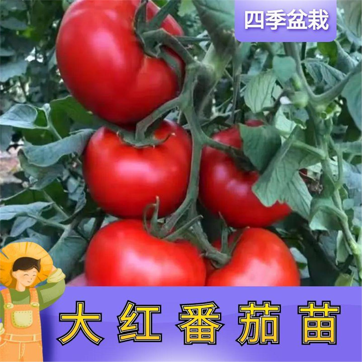 大红番茄苗秧老品种西柿石