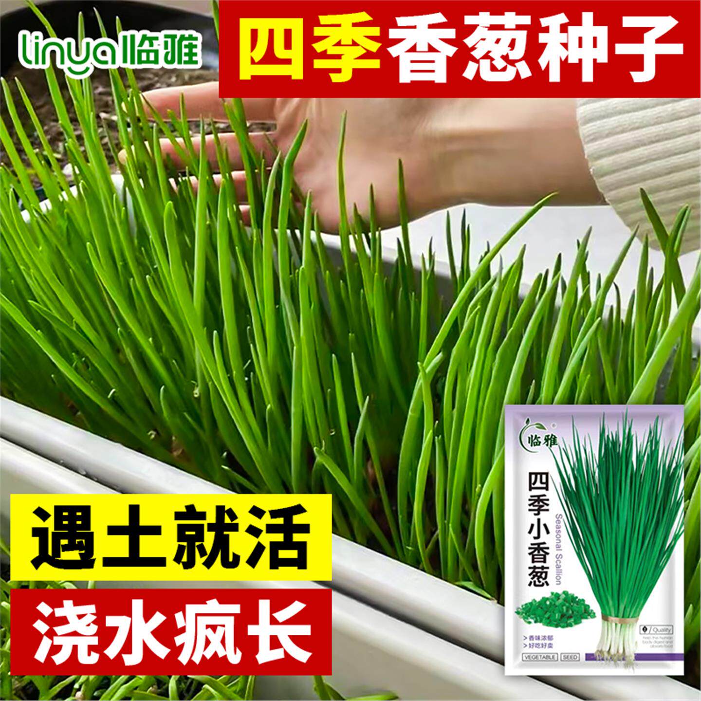 四季小香葱种子红籽盆栽头