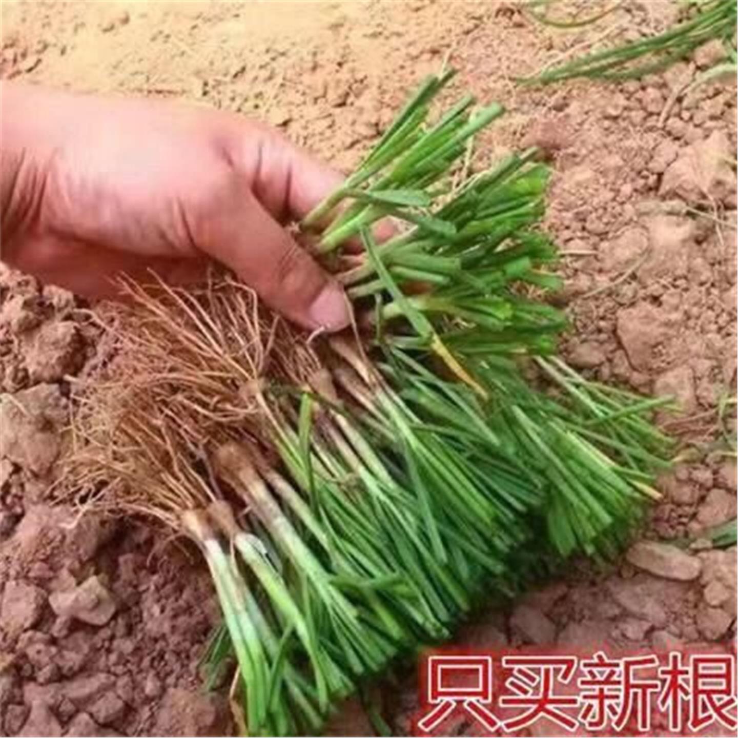 新韭菜根香小叶大四季可栽