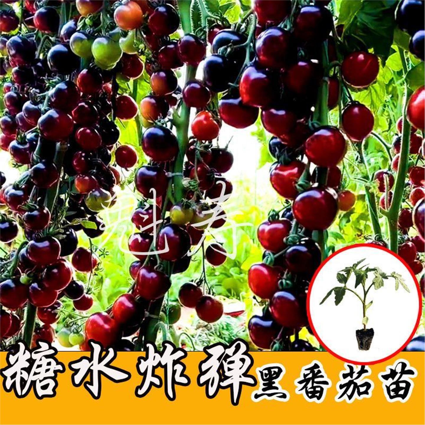 黑骑士樱桃番茄种苗四季西