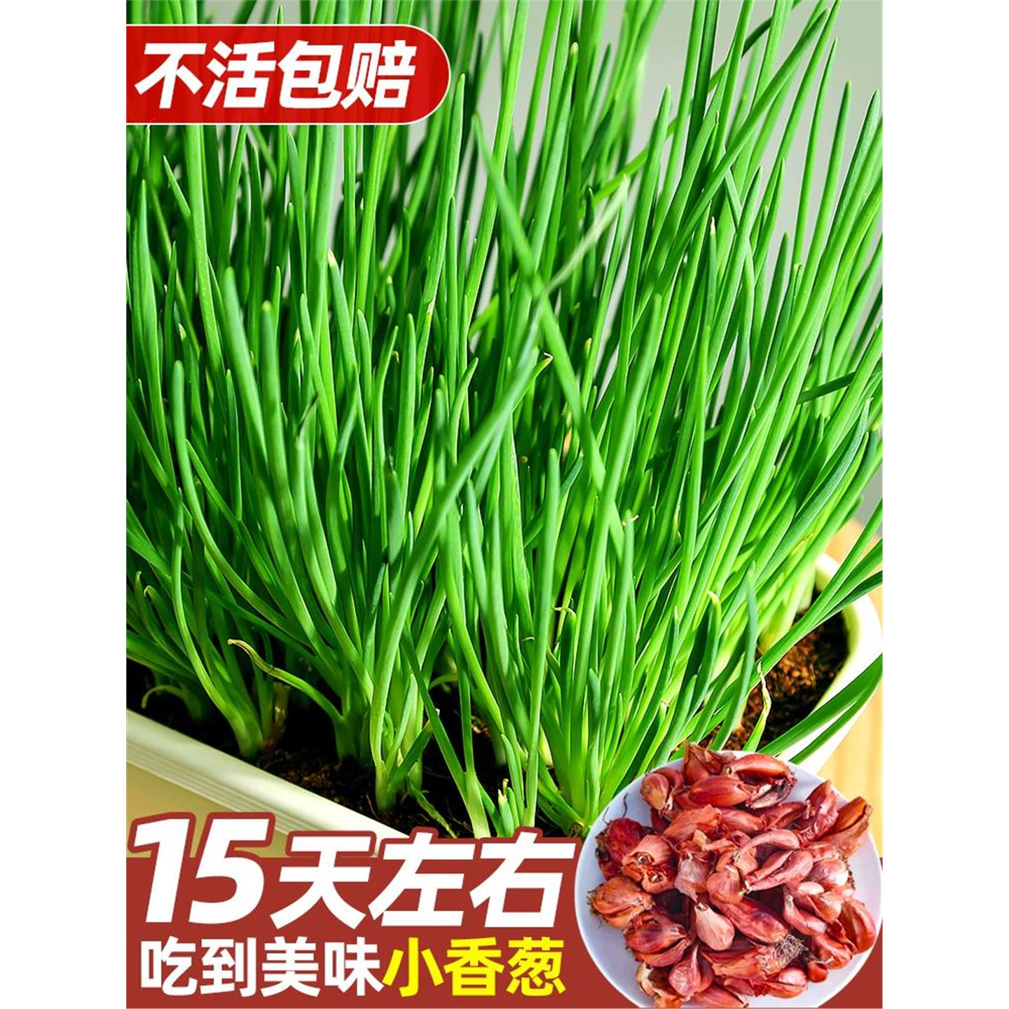 葱种头小四季香籽红苗火子