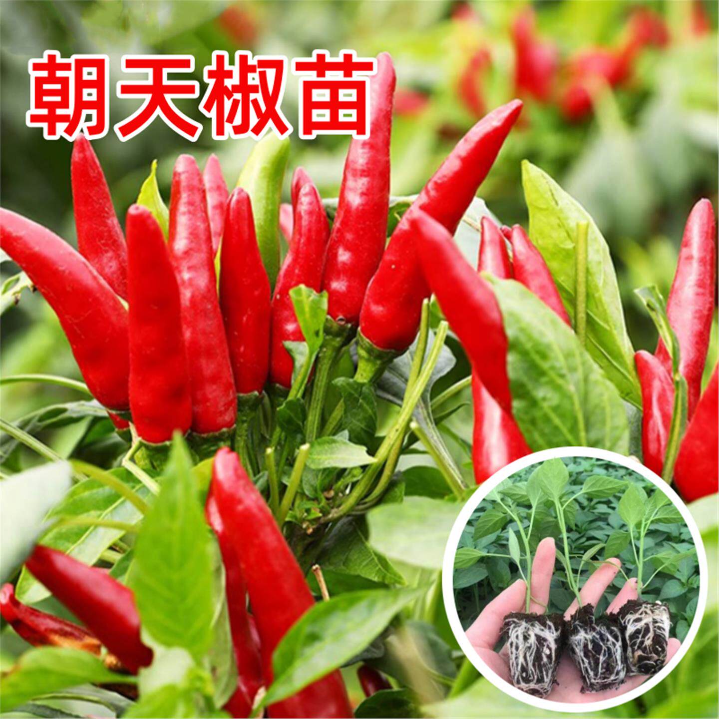 簇生朝天椒苗秧特辣小米指