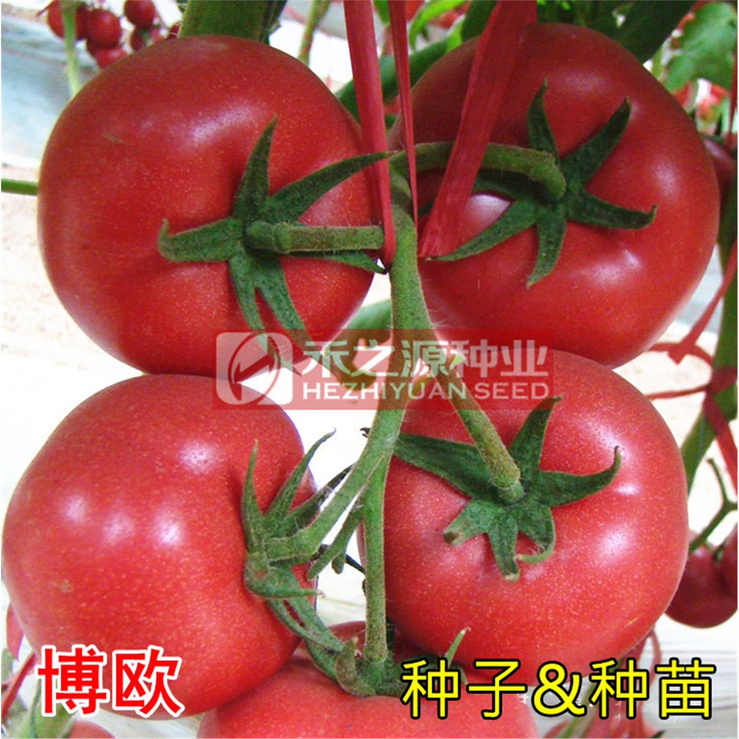 博欧番茄种子春季西红柿籽