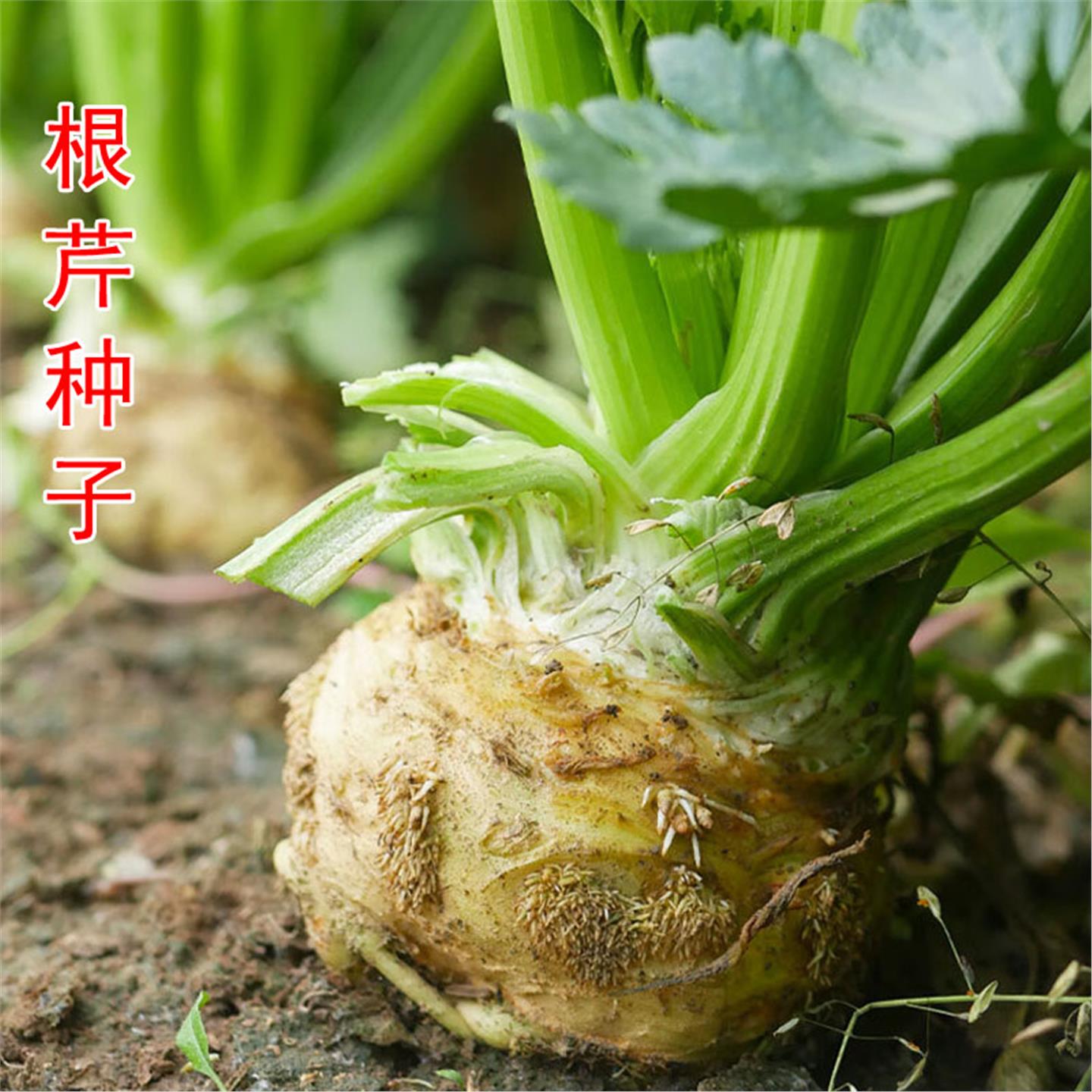 根芹种子菜籽蔬阳台四季苗