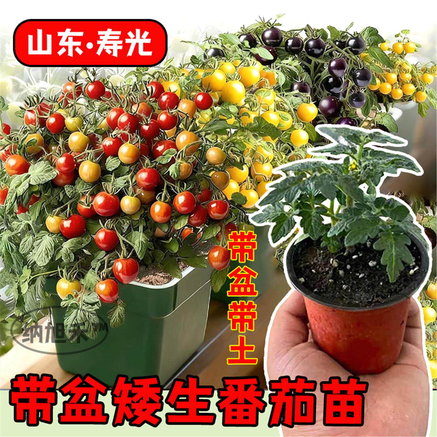 矮生盆栽小番茄苗植株种子