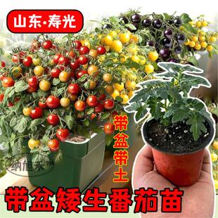 矮生盆栽小番茄苗植株种子矮生小西红柿苗秧圣女果苗蔬菜大全幼苗