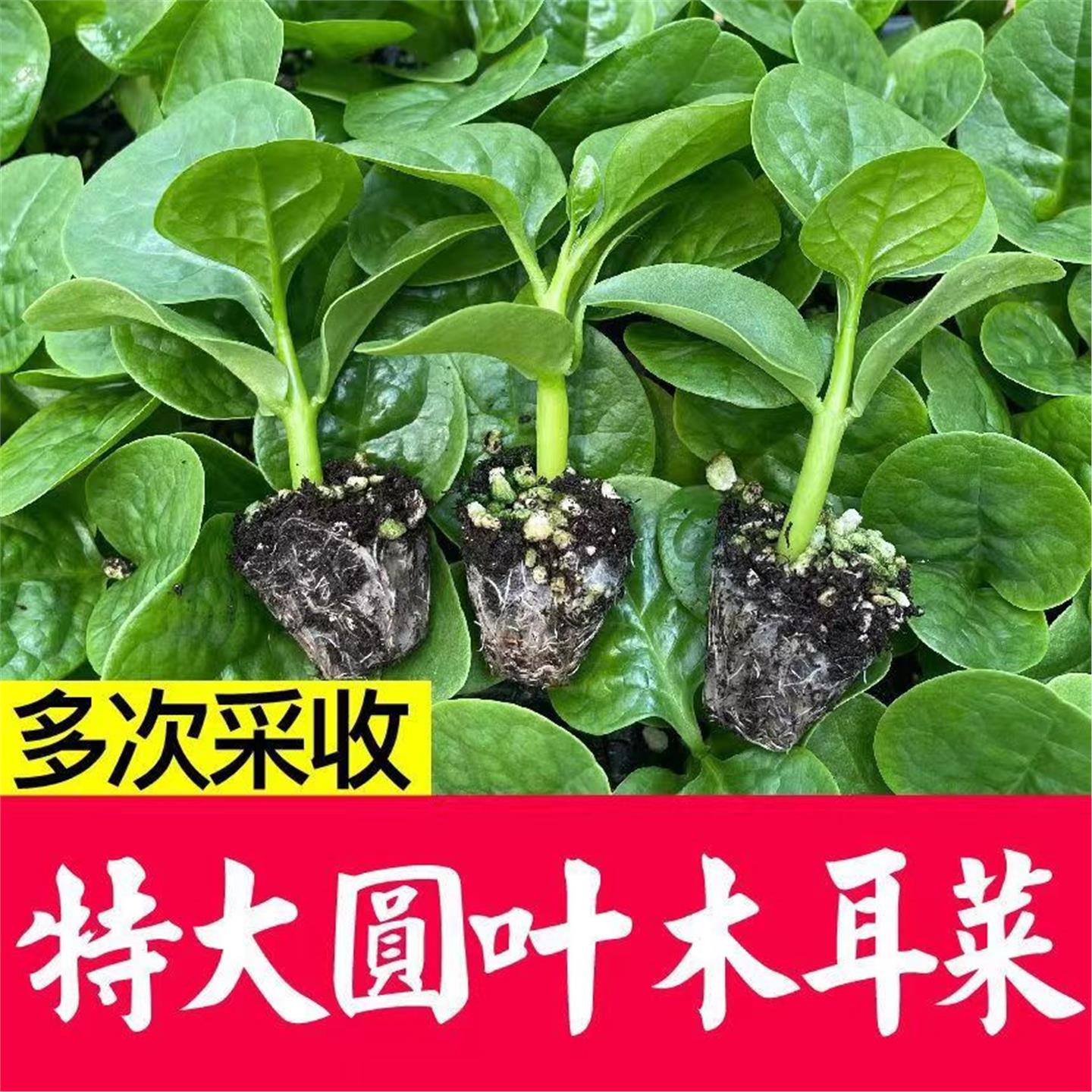 大圆叶木耳菜苗秧带土球四