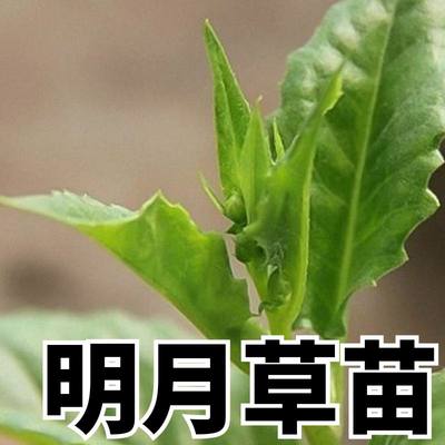 明月草苗子明月草秧苗四季蔬菜苗