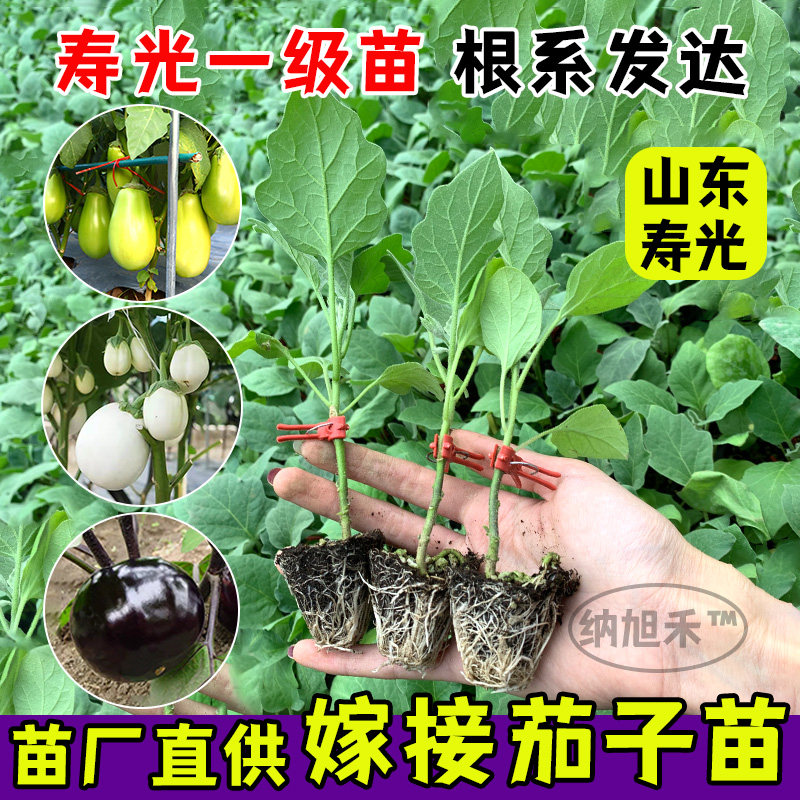 嫁接大龙长茄子苗秧紫把线