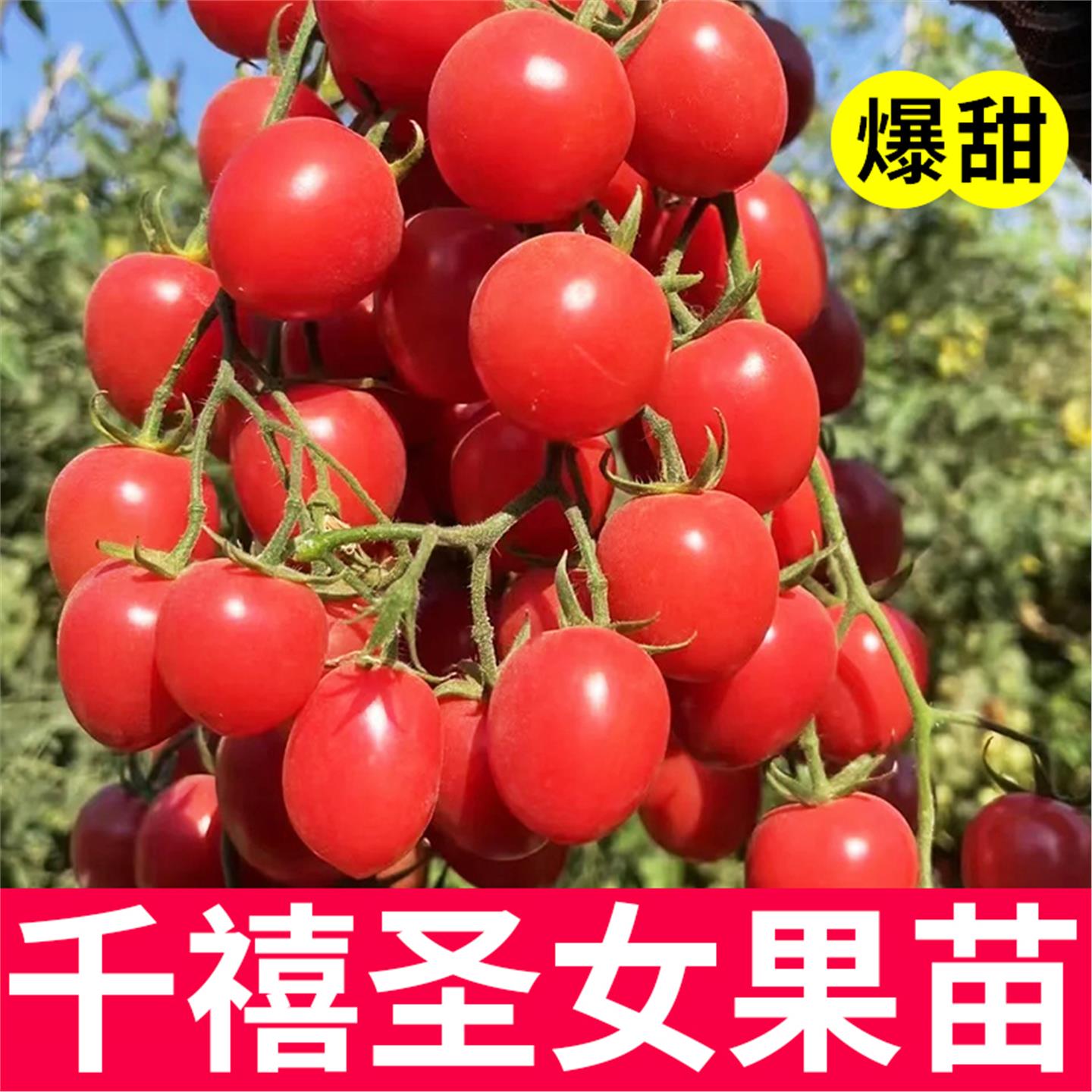 番茄苗千禧圣女果西红柿种