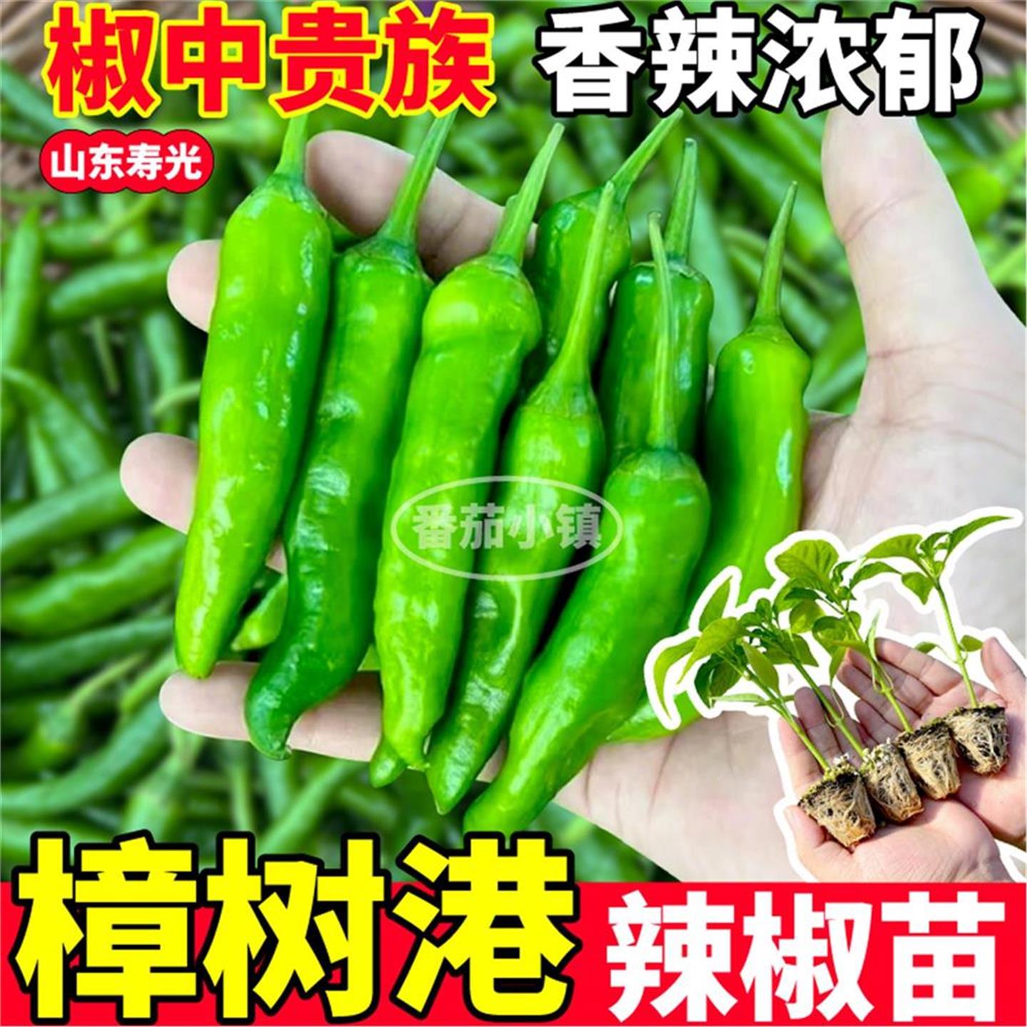 正宗湖南樟树港辣椒苗秧四