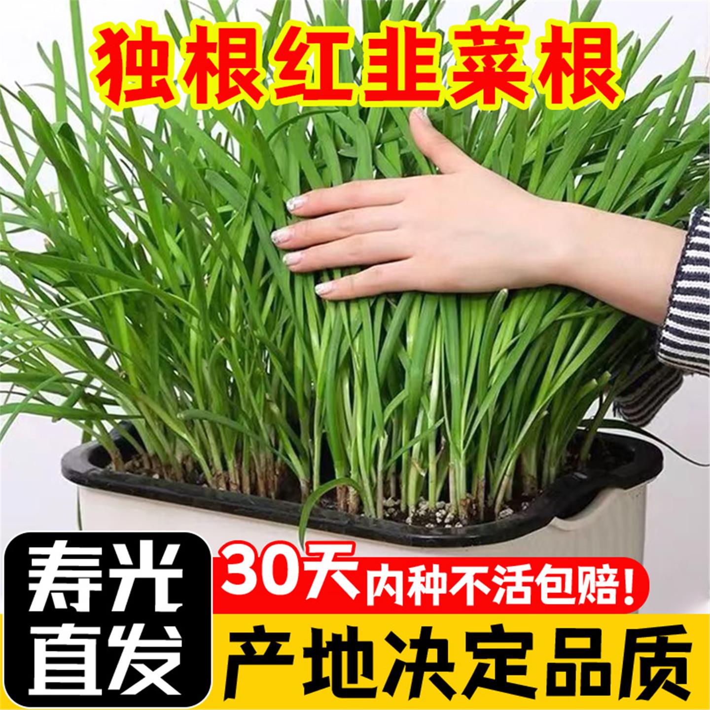 韭菜根苗现挖宽叶紫红四季