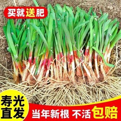 韭菜根苗紫红带土蔬宽叶大