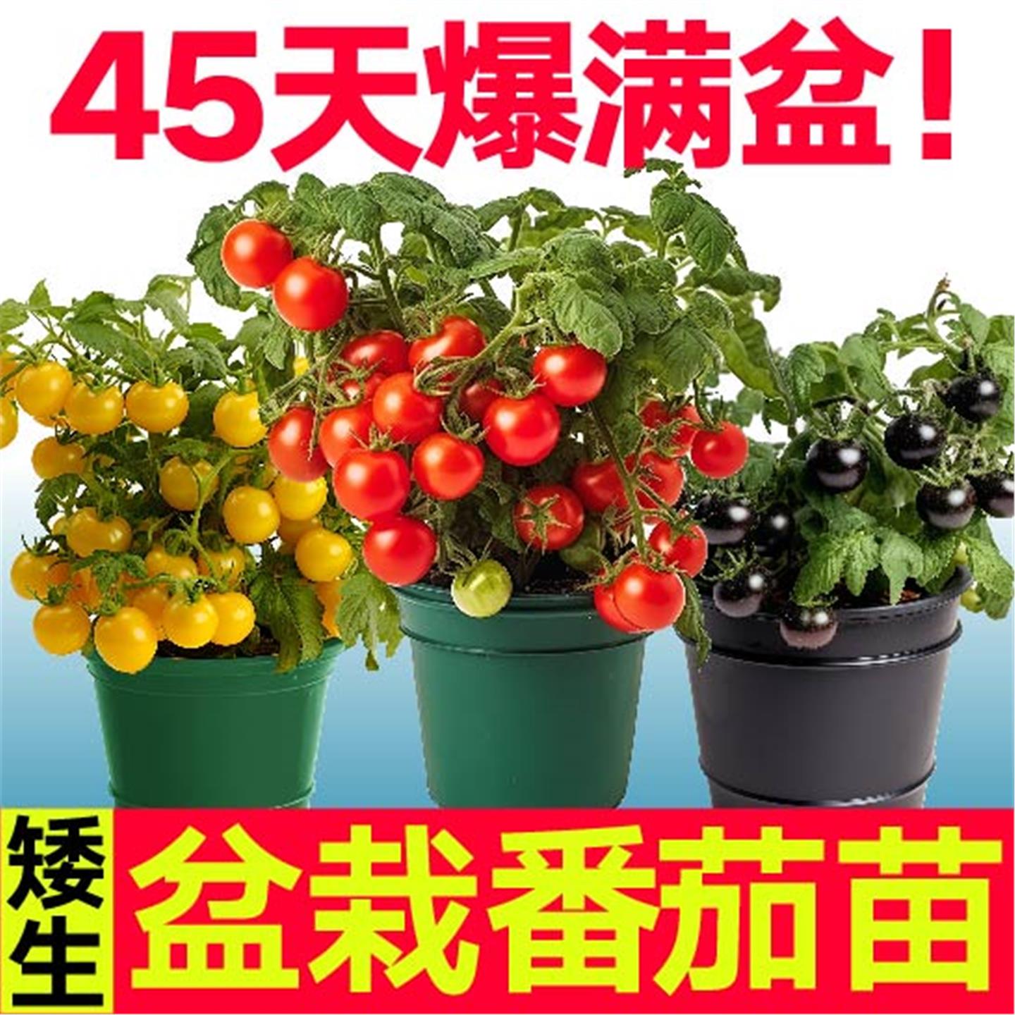 寿光矮生盆栽番茄苗秧红黄