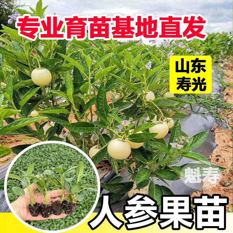清甜爆汁人参果苗秧幼四季