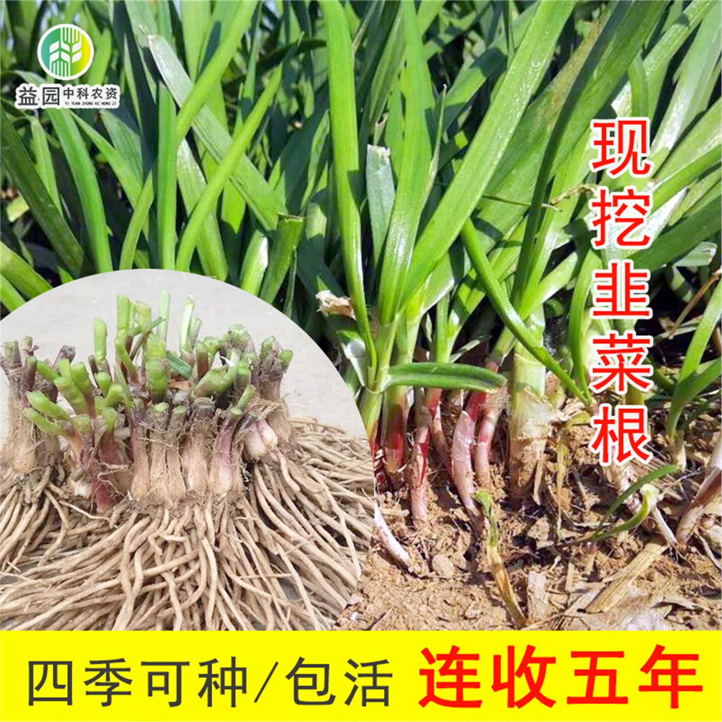 韭菜根种苗现挖紫红雪宽叶