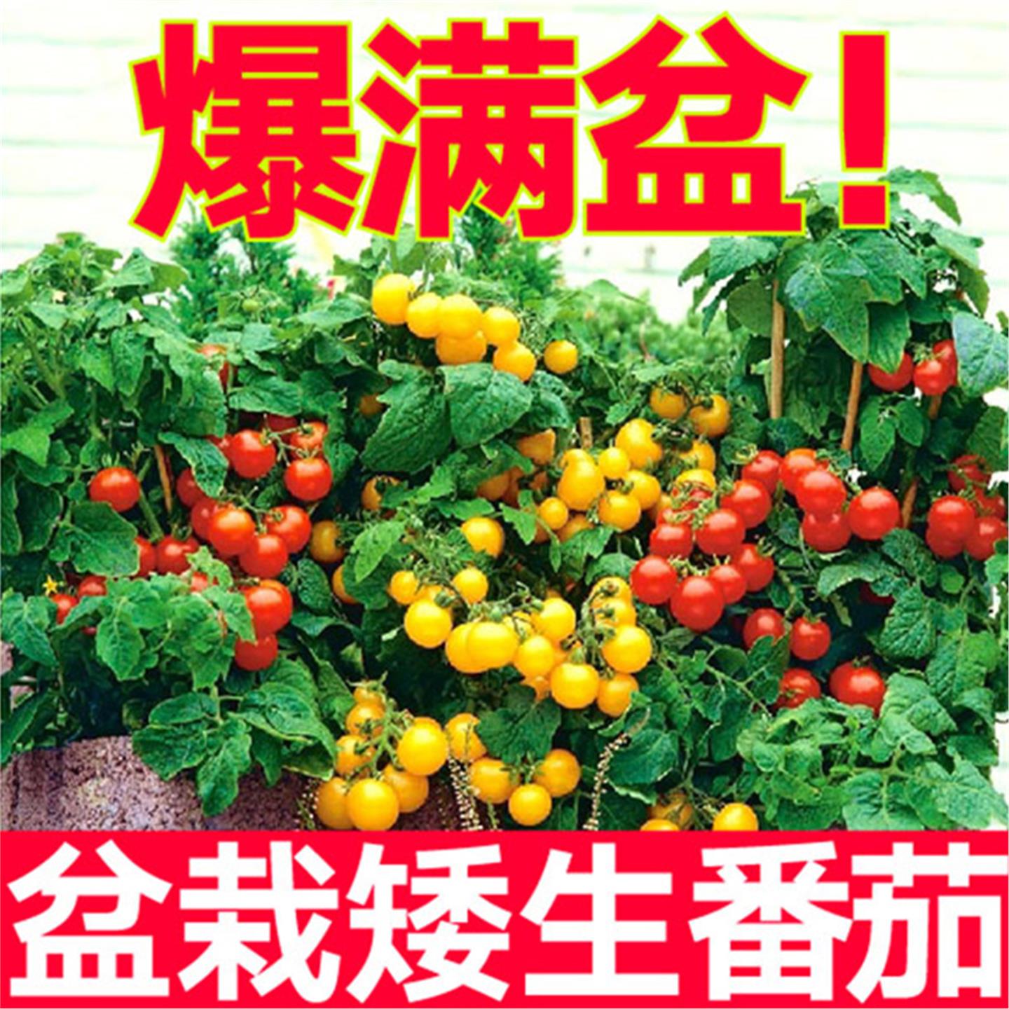 山东寿光矮生番茄苗小西红