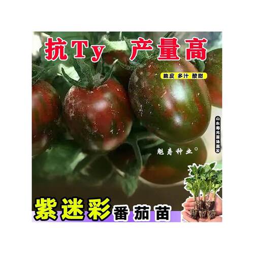 超甜迷彩小番茄苗秧四季盆