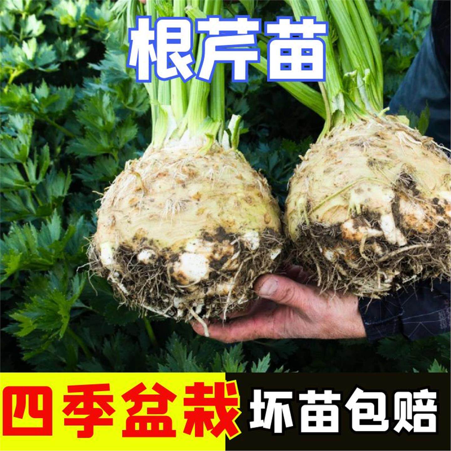 山东寿光根芹苗秧带土球大