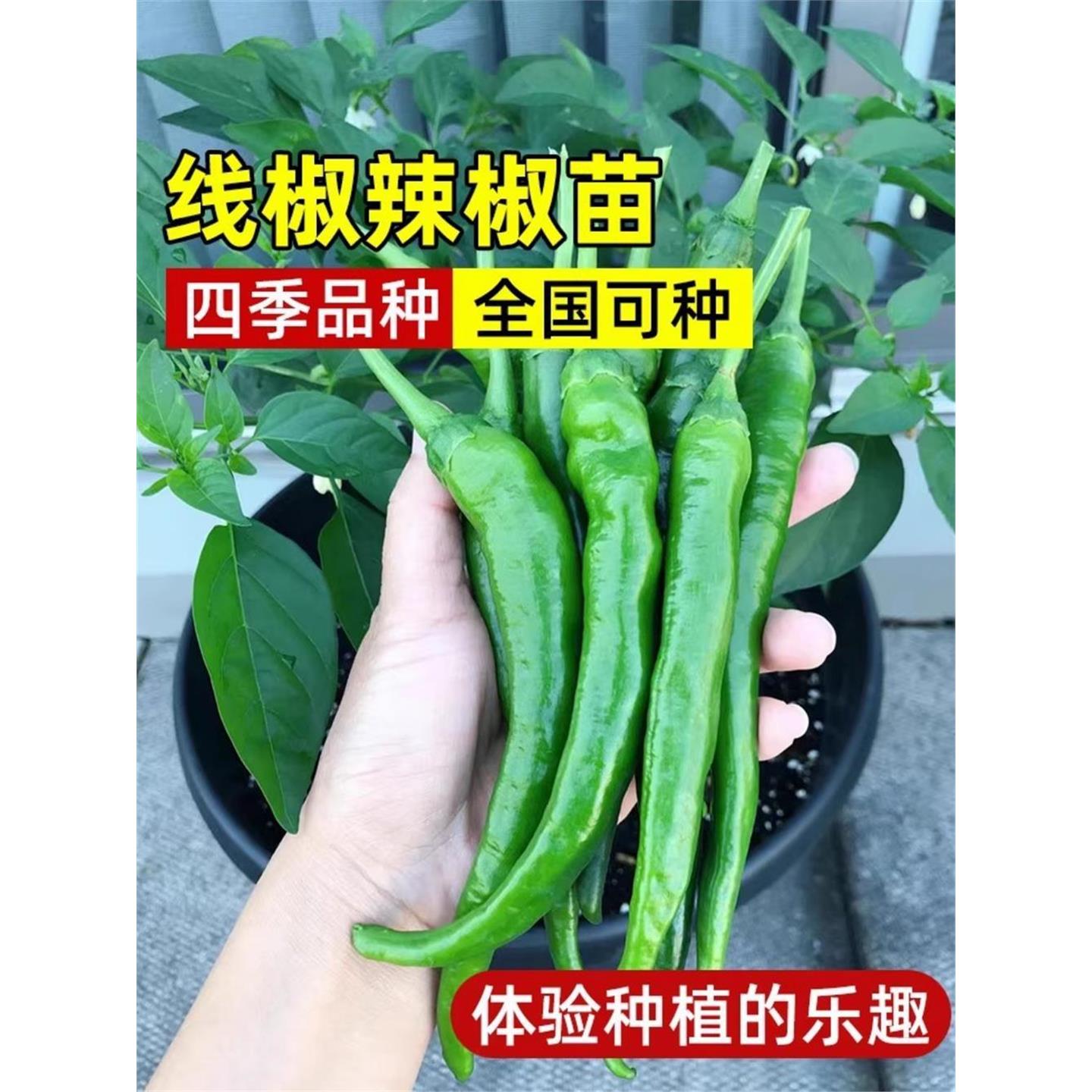 线椒种籽辣苗秧薄皮杭子阳
