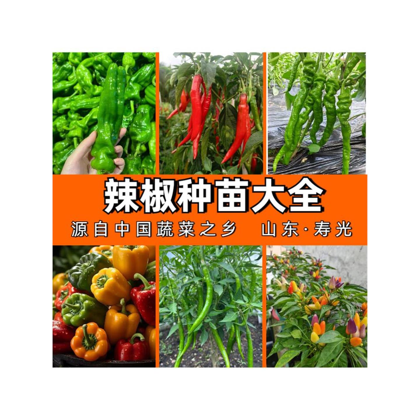 各种辣椒苗大全螺丝美人线