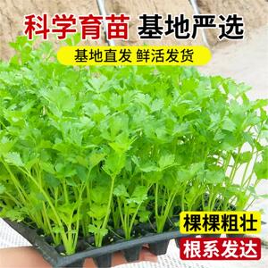 山东速生四季小香芹种子籽