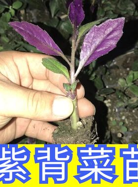 紫背菜苗盆栽红凤菜红菜环保广西农家阳台蔬菜四季种植血皮菜盆景