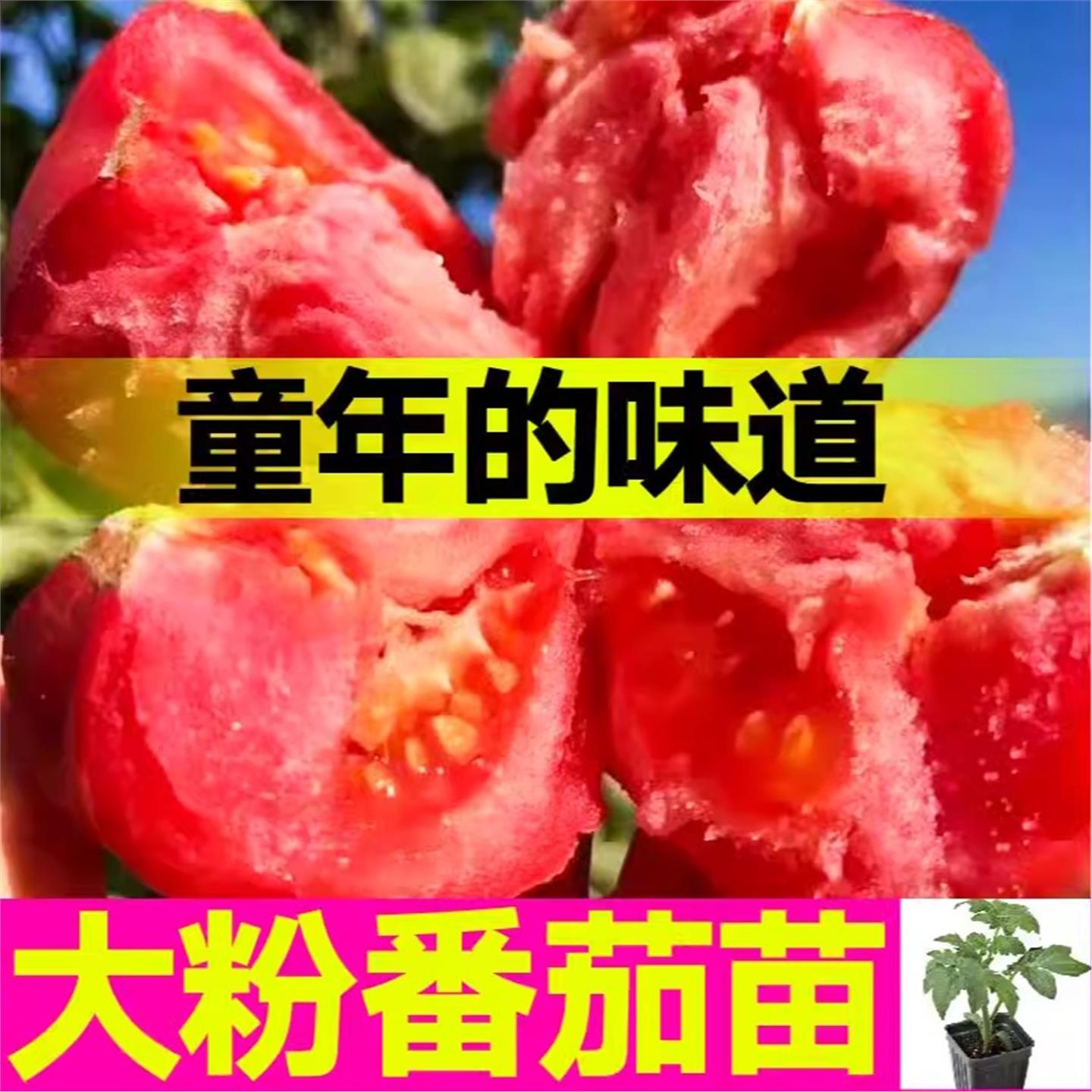 沙瓤超甜大粉番茄苗秧冠西