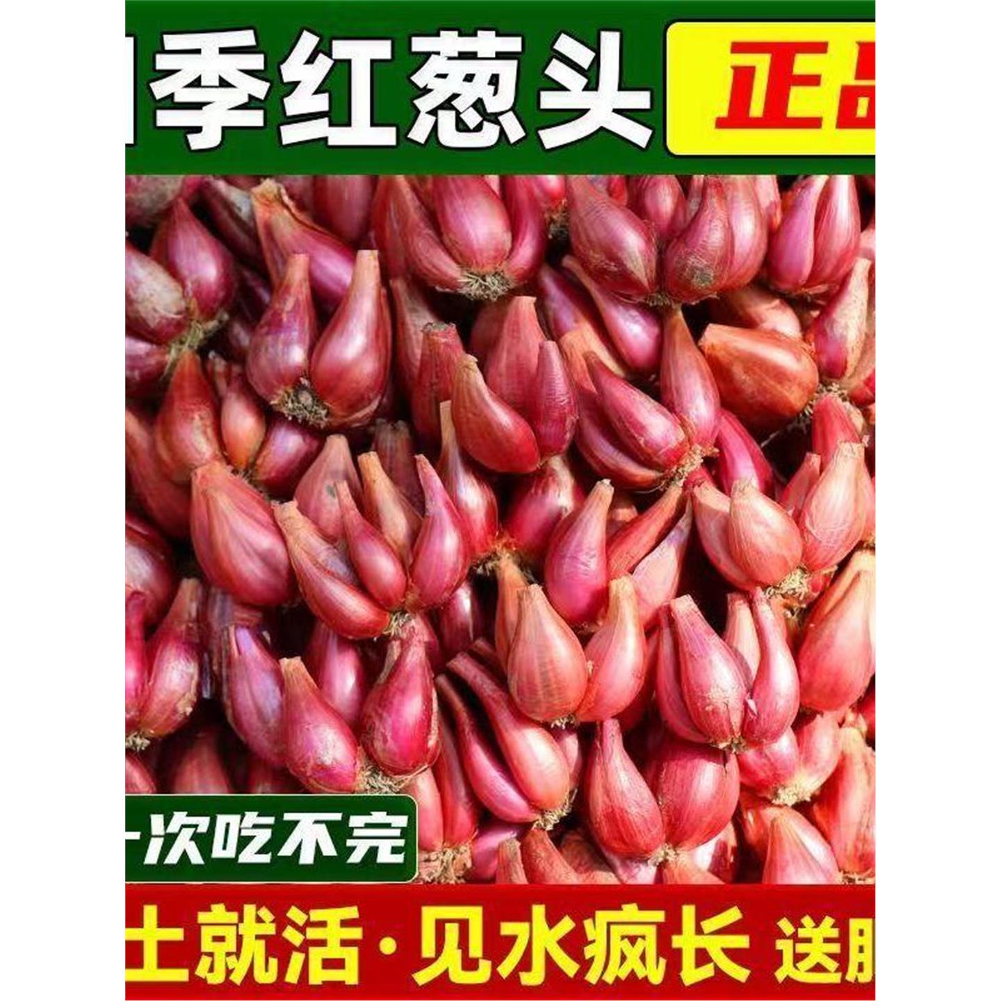 四川火香葱新鲜小红种头盆