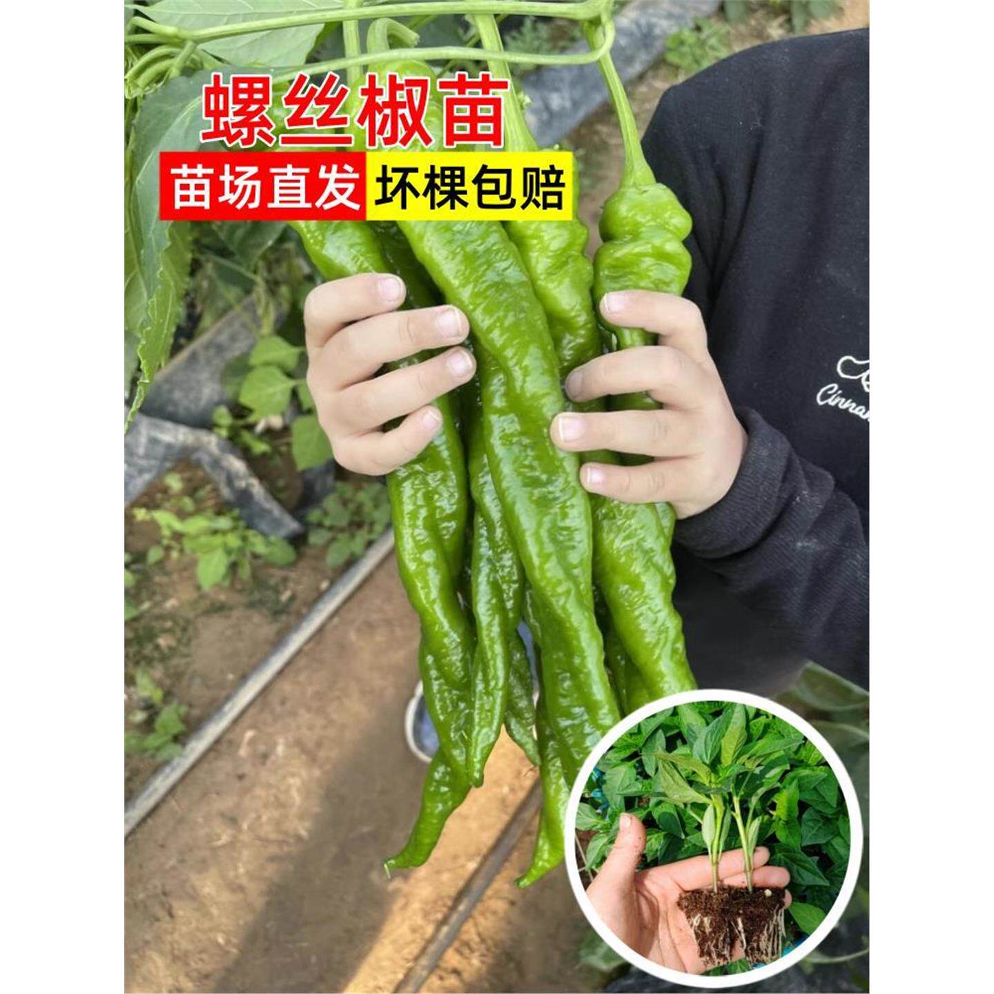 大果香辣螺丝椒苗巨型陇种