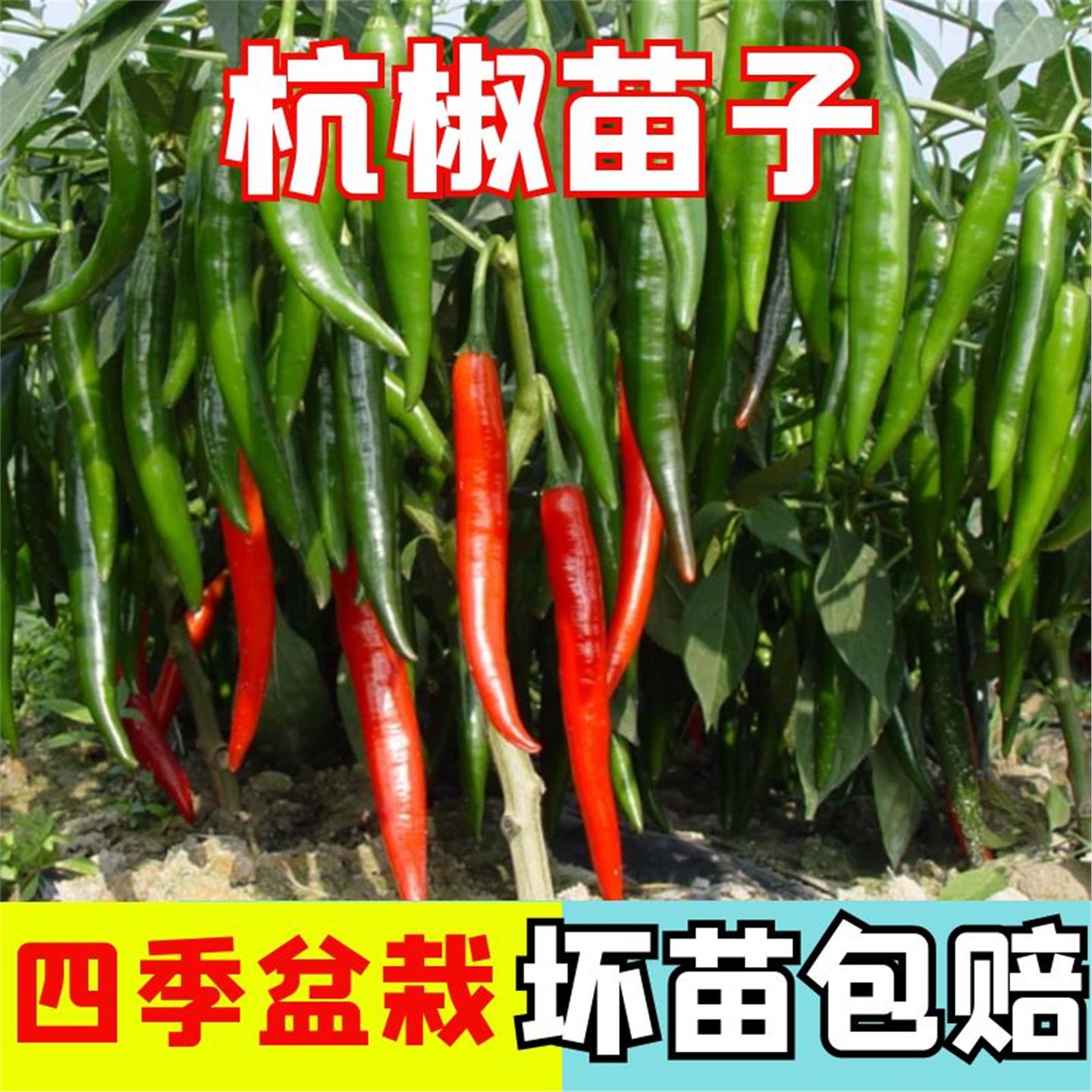 杭椒苗子辣种鸡爪阳台盆栽