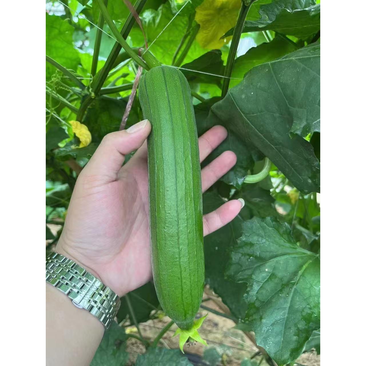 大肉丝瓜苗早熟田种四季庭