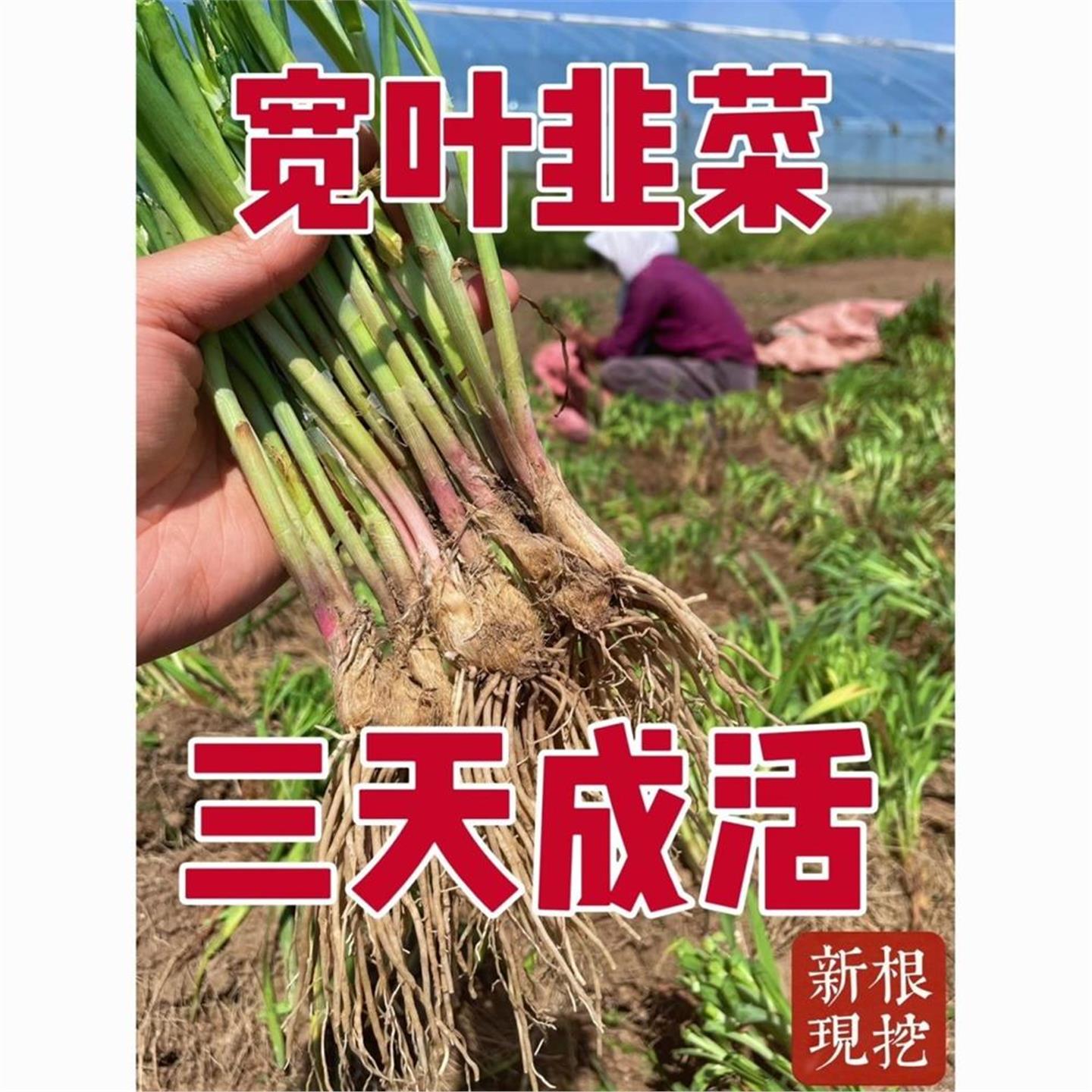 现挖新鲜韭菜根苗宽叶小细