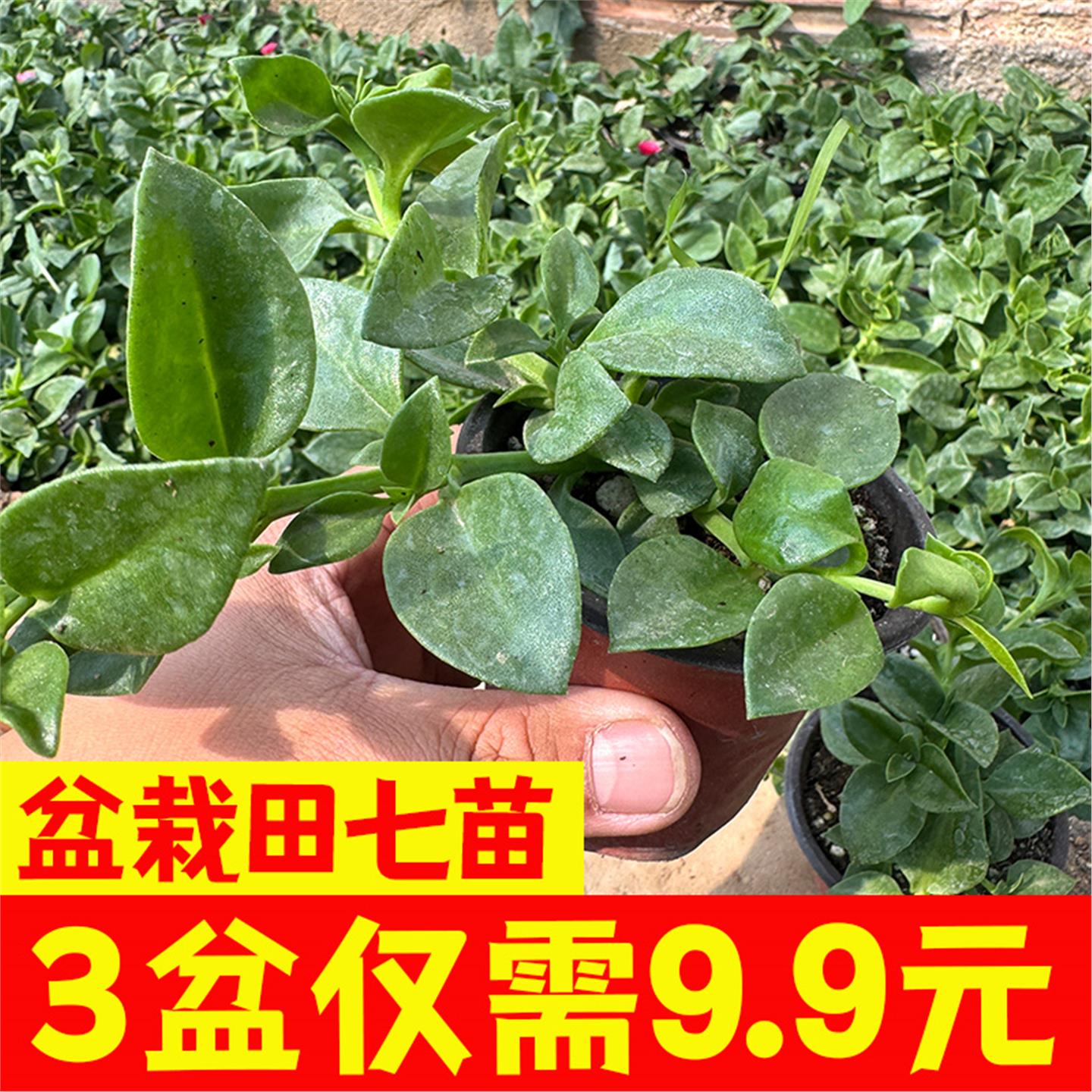 田七盆栽种苗四季植室内天